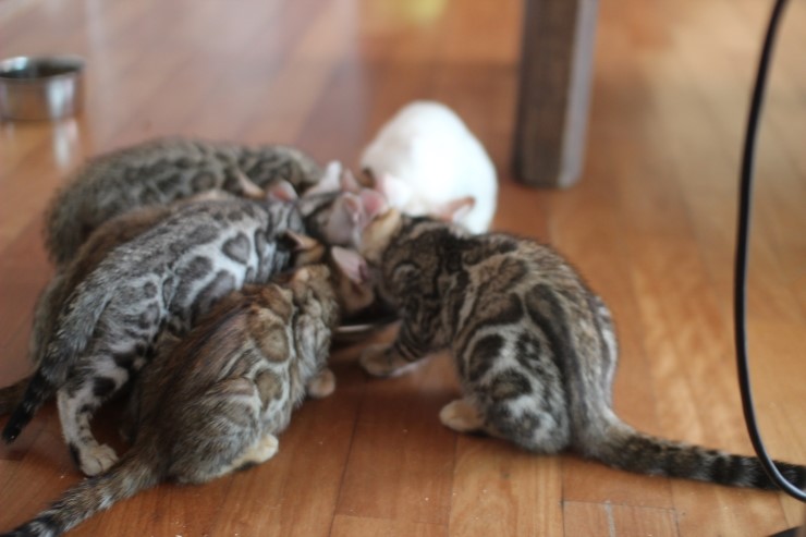 뱅갈고양이 꼬맹이들 생식이 좋아요~ 관련 이미지 10