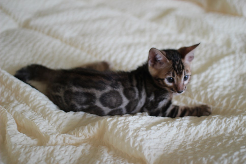 뱅갈고양이 막둥이 분양해요~ 관련 이미지 7