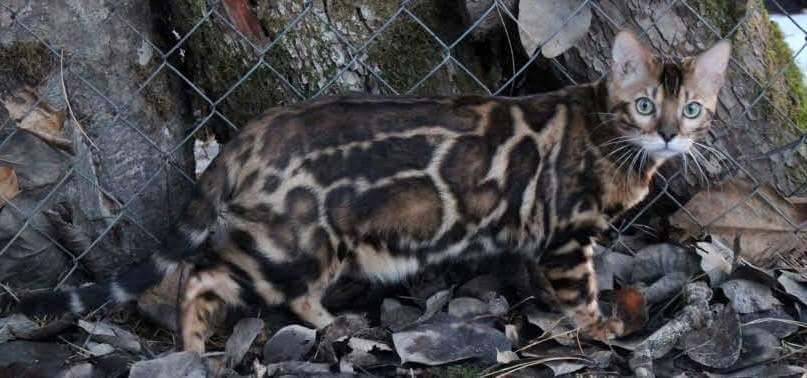 캐나다 뱅갈고양이 캐터리예요~ 관련 이미지 2