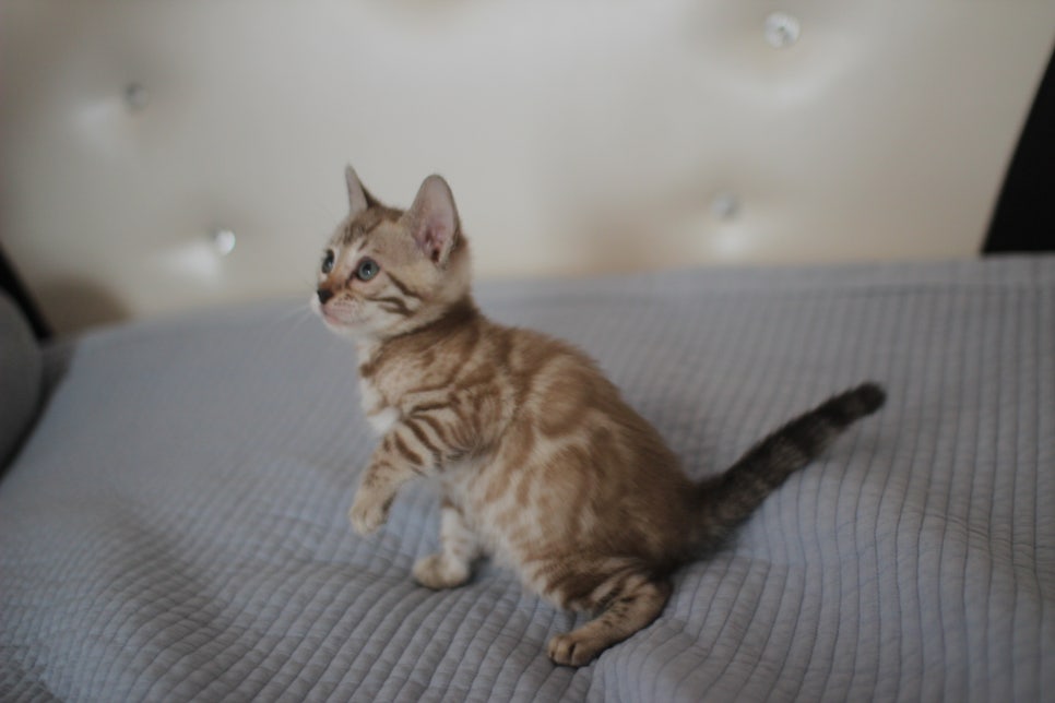 실밍크뱅갈고양이 여아 드림이~ 관련 이미지 5