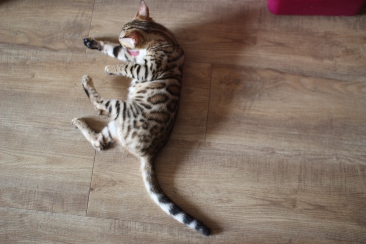 뱅갈고양이 숙자 애기때 모습부터~ 관련 이미지 6