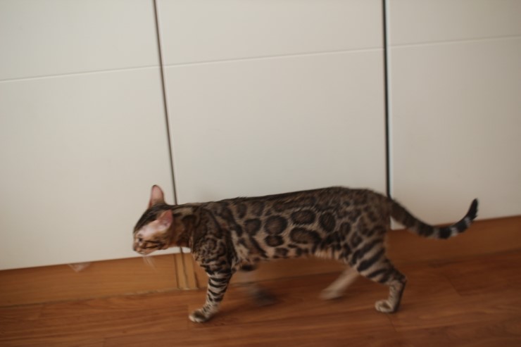 뱅갈고양이 레인이,영웅이,스텔라예요~ 관련 이미지 7