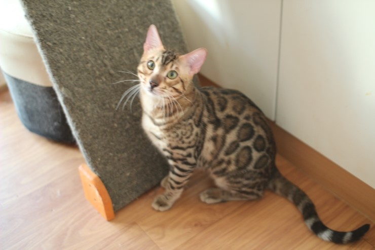 소유캐터리 종묘 뱅갈고양이 남아 영웅이와 레인이예요~ 관련 이미지 4