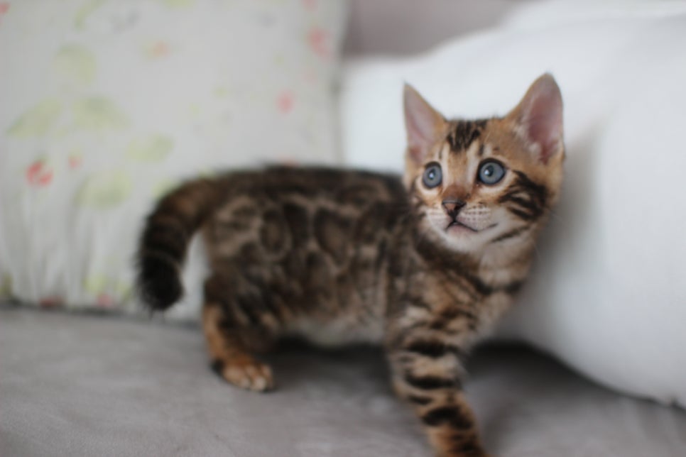 브라운뱅갈고양이 남아 분양해요~ 관련 이미지 8