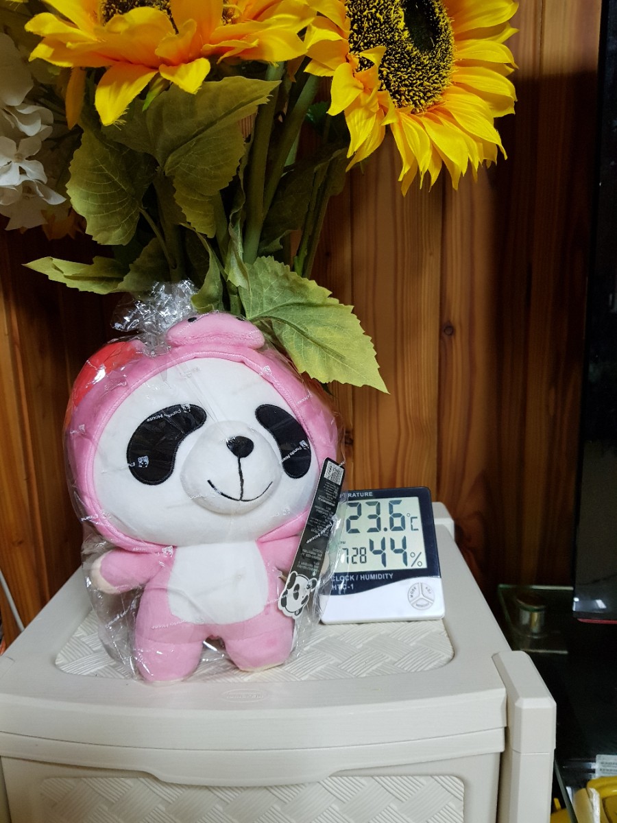 중국으로 간 브라운 뱅갈고양이 남아예요 관련 이미지 2