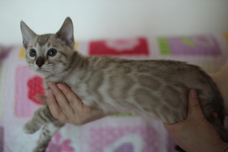 실밍크 뱅갈고양이 남아 분양합니다~ 관련 이미지 1