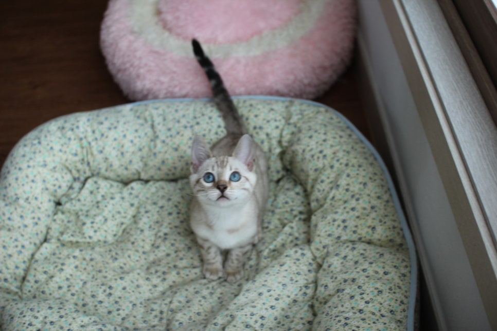 스노우뱅갈고양이 남아 분양해요~ 관련 이미지 2