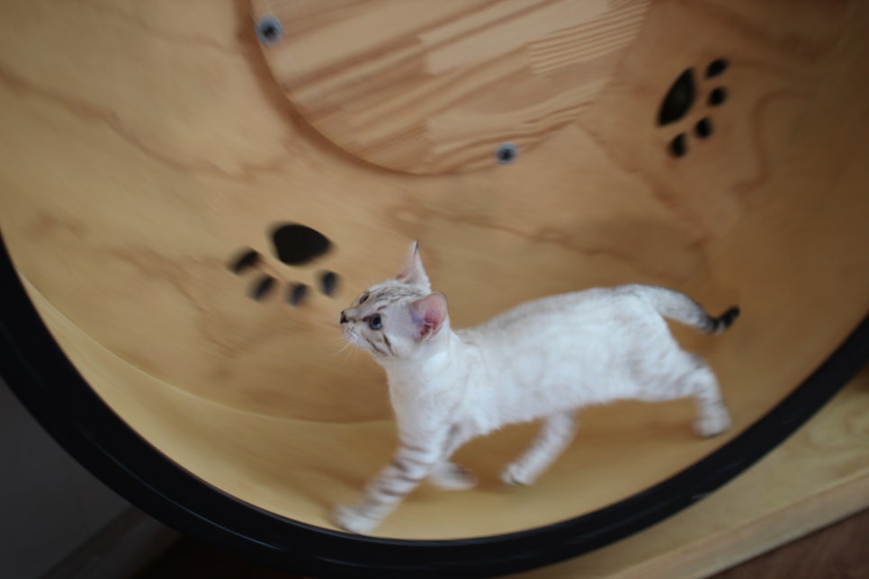 분양중인 스노우뱅갈고양이 남매예요~ 관련 이미지 6