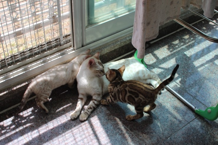 실링스 뱅갈고양이 키나는 꼬맹이들을 너무나 좋아해요~ 관련 이미지 7
