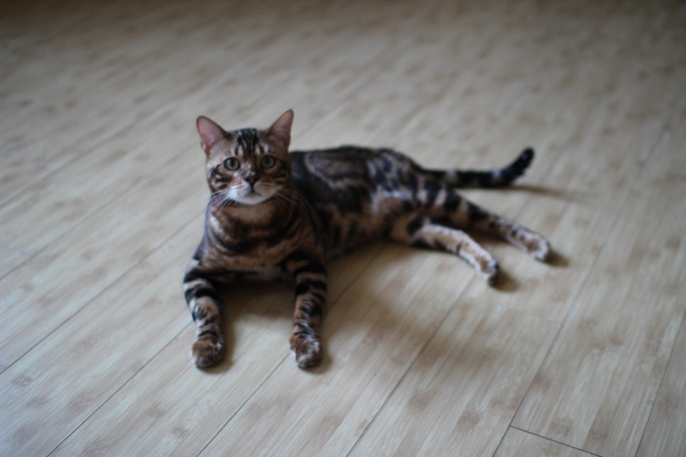 소유뱅갈고양이 캐터리 순둥순둥이 블랙홀 관련 이미지 1