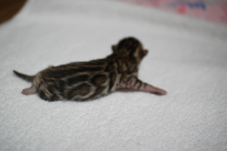 new litter 관련 이미지 1