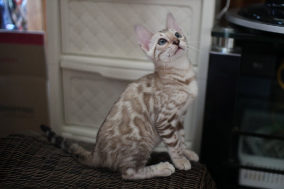 스노우뱅갈고양이 고급스러움을 자아내는 아이들 관련 이미지 1