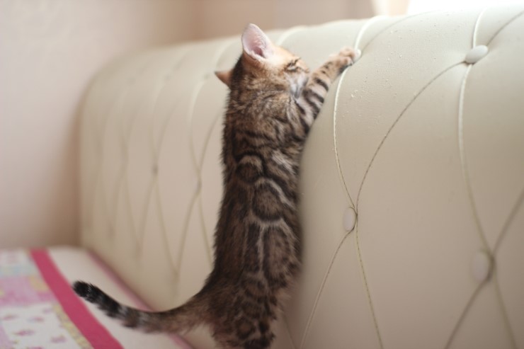 빅로젯 뱅갈고양이 남아1 많이 컸어요~ 관련 이미지 4