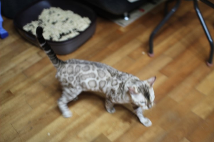 실밍크 뱅갈고양이 영웅이예요~~ 관련 이미지 6