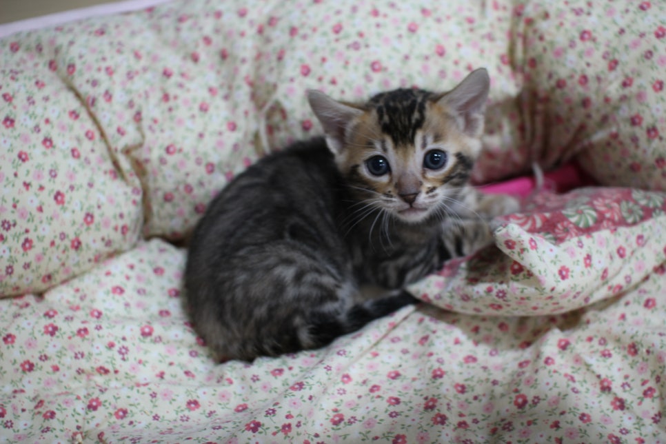 눈망울이 초롱초롱~ 관련 이미지 3