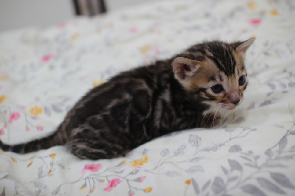 빅로젯이 멋진 미남 뱅갈고양이 남아 분양해요~ 관련 이미지 2