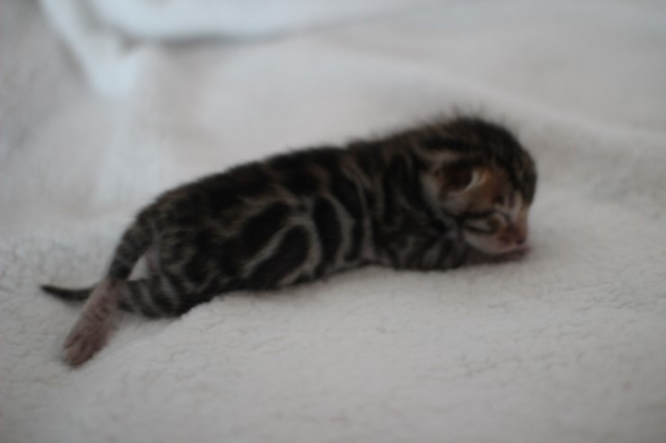 소유뱅갈고양이 캐터리 키튼들 입니다~ 관련 이미지 16