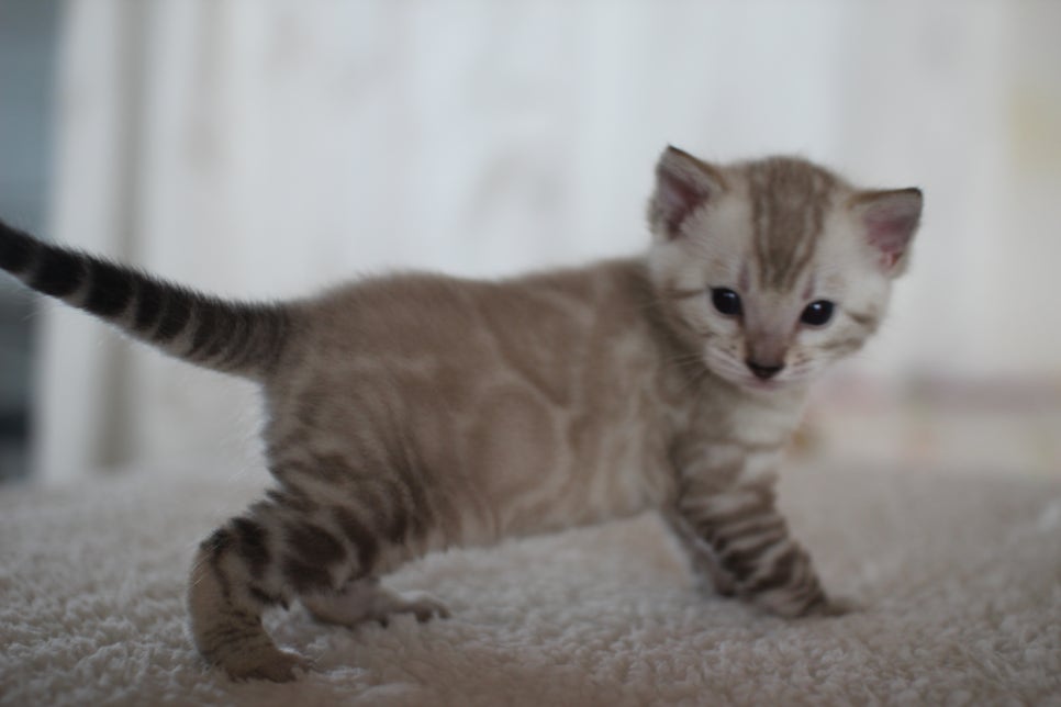 스노우 뱅갈고양이 꼬맹이 너무 이뻐요^^ 관련 이미지 6