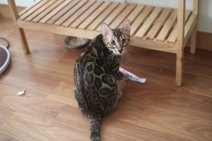 뱅갈고양이 남아 golden rain 입니다~ 관련 이미지 4