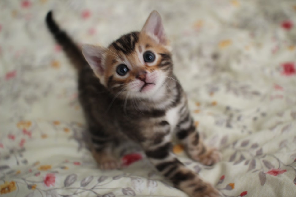 뱅갈고양이 꼬맹이 하루하루 쑥쑥 멋지게 성장중~ 관련 이미지 7