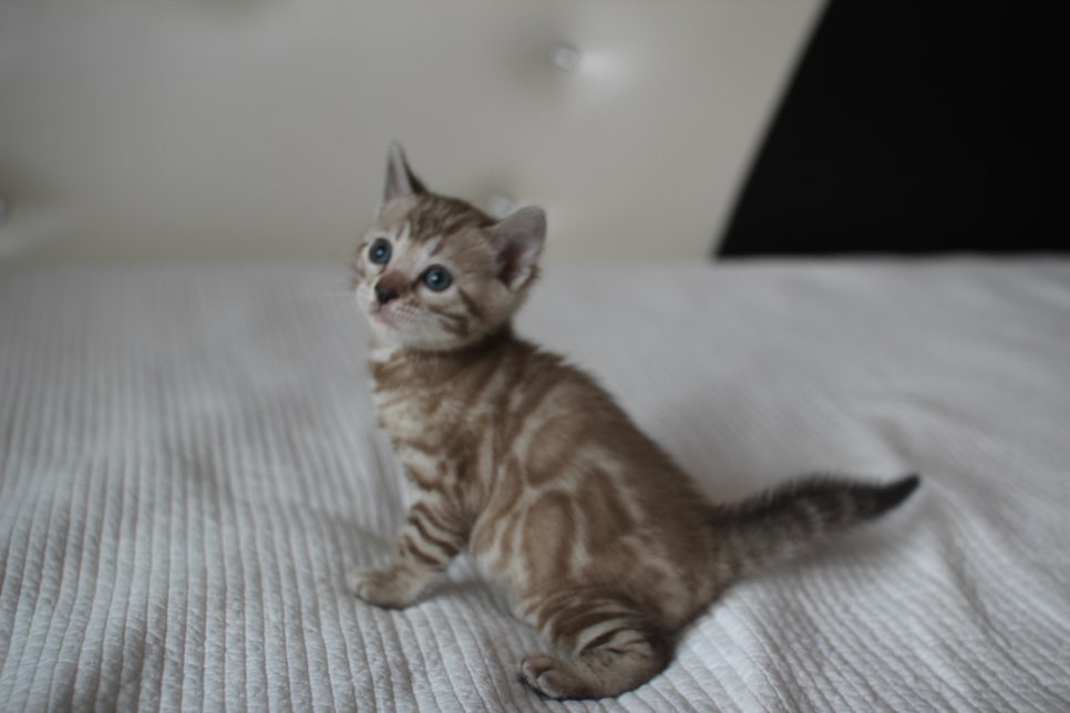 실밍크뱅갈고양이 여아 예약분양 하고 있어요~ 관련 이미지 3