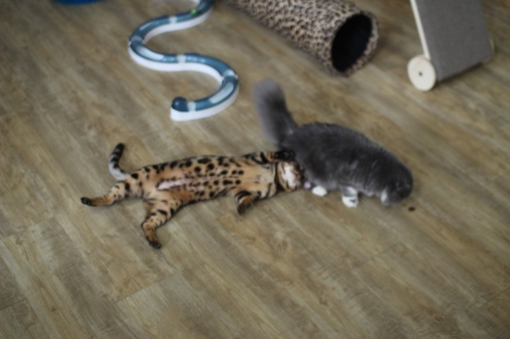 뱅갈고양이,뱅갈고양이분양,듬직한 신사 링컨이~~~ 관련 이미지 6