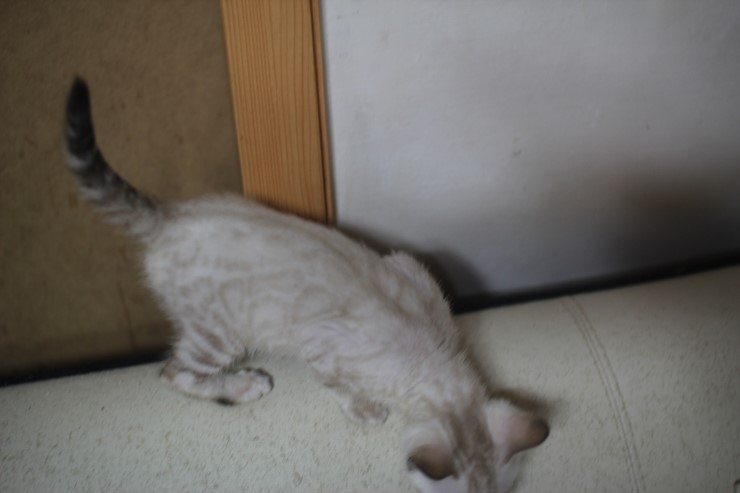 실링스 뱅갈고양이 키퍼여아 입니다~ 관련 이미지 1