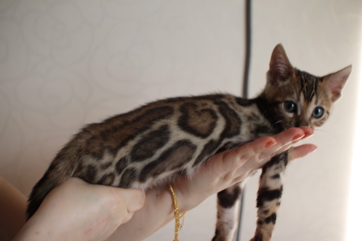 뱅갈고양이 남아 레모나 분양합니다... 관련 이미지 2