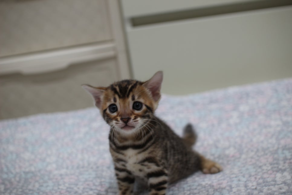 브라운뱅갈고양이 여아2 분양해요~ 관련 이미지 3