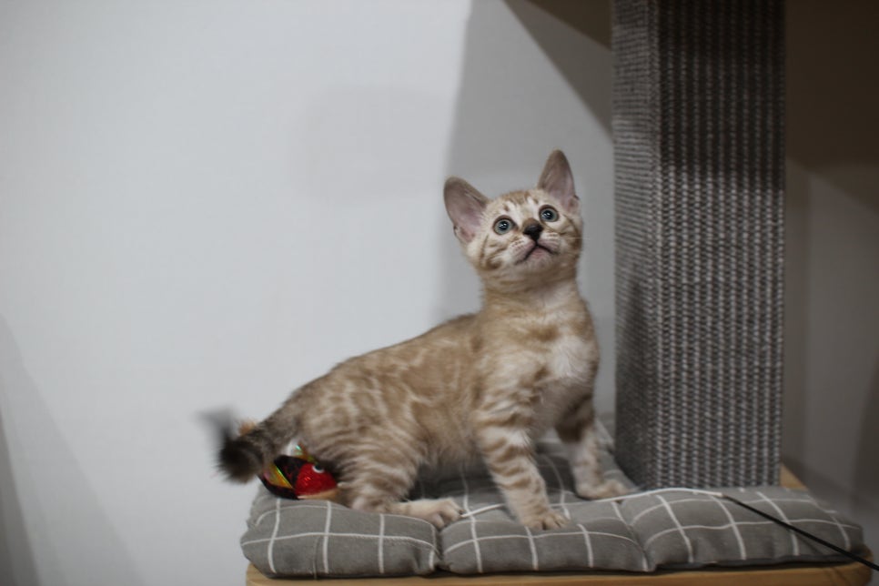 실밍크뱅갈고양이 분양중인 남아예요~ 관련 이미지 1