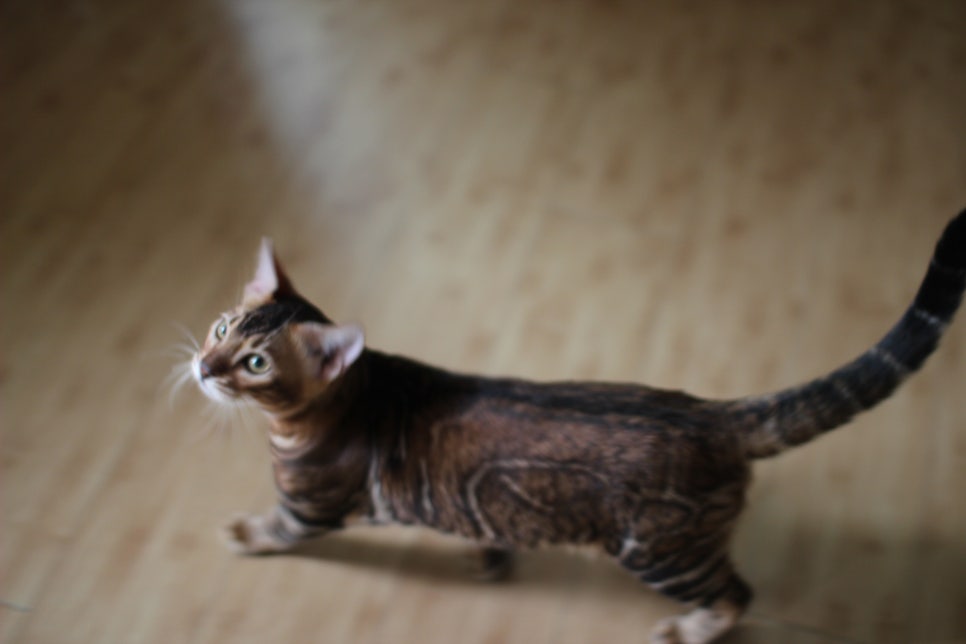 뱅갈고양이 남아 원탑군 완벽 적응후 한컷~ 관련 이미지 2