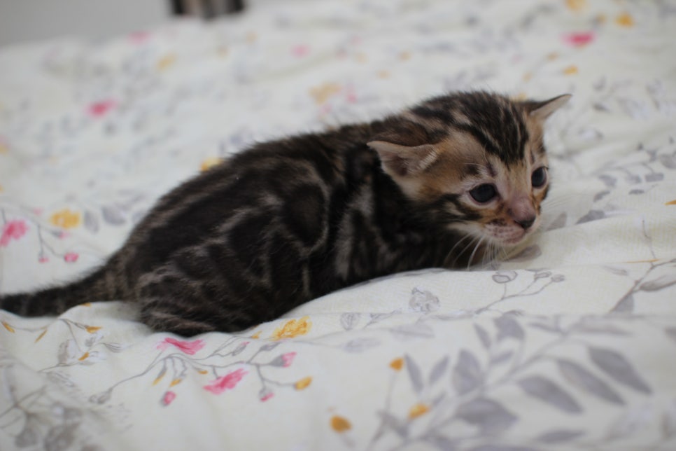 빅로젯이 멋진 미남 뱅갈고양이 남아 분양해요~ 관련 이미지 1