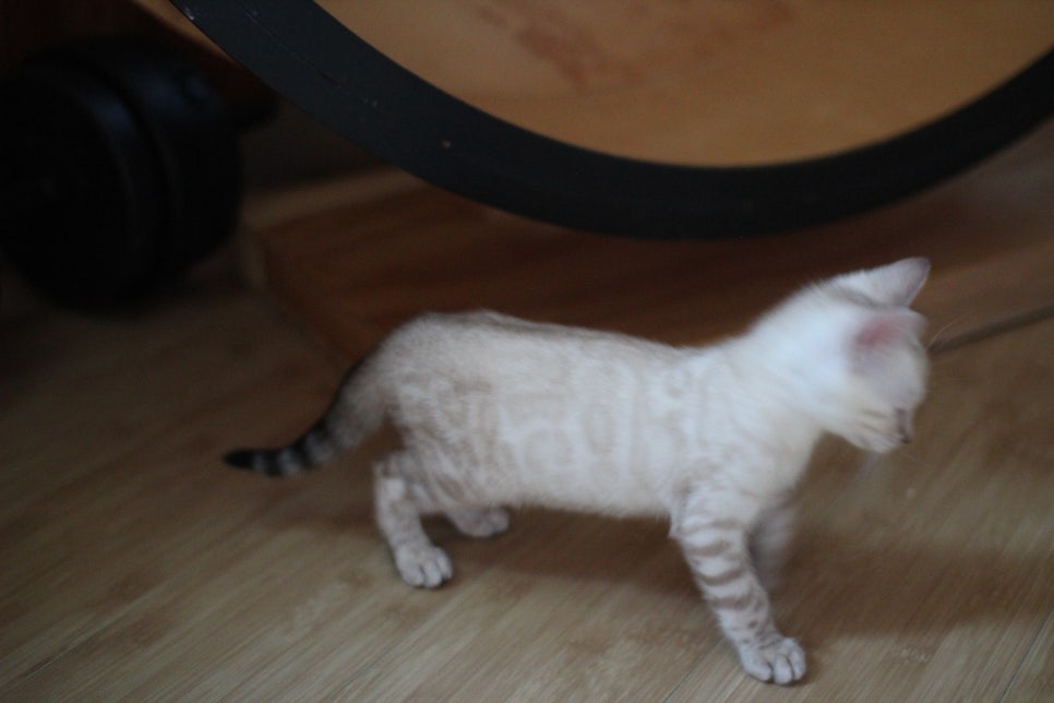 뱅갈고양이분양 부티가 넘치는 아이들 관련 이미지 12