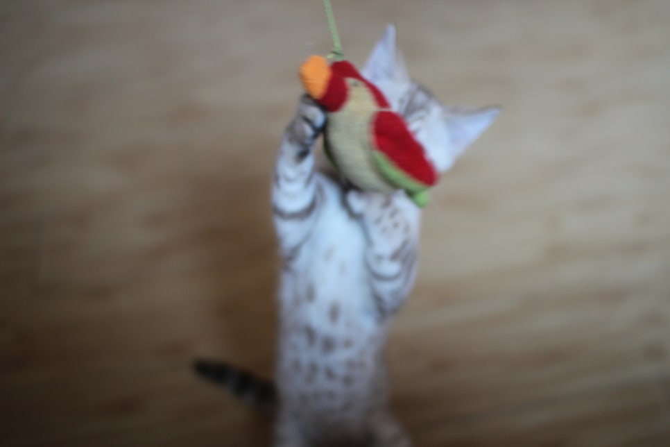 실밍크 뱅갈고양이 키퍼여아 애교가 끝내줘요~ 관련 이미지 1