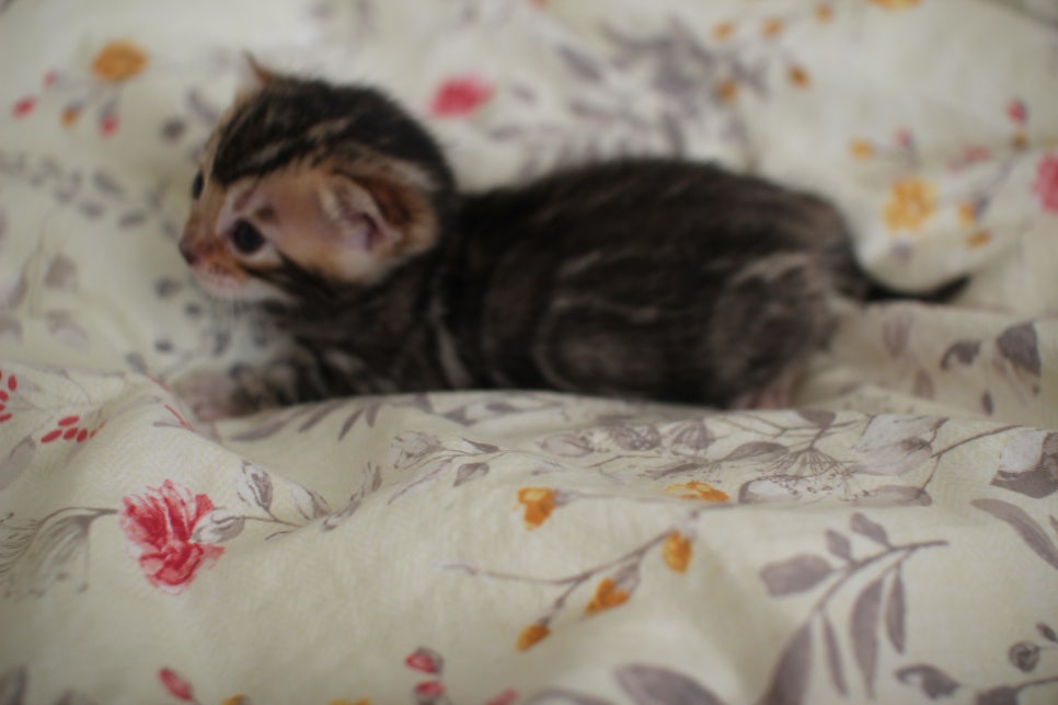 아가 뱅갈고양이 벌써부터 개냥이에 모습이~ 관련 이미지 11