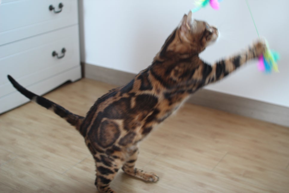 스파블 뱅갈고양이 블랙홀 새집에서 한컷 관련 이미지 3