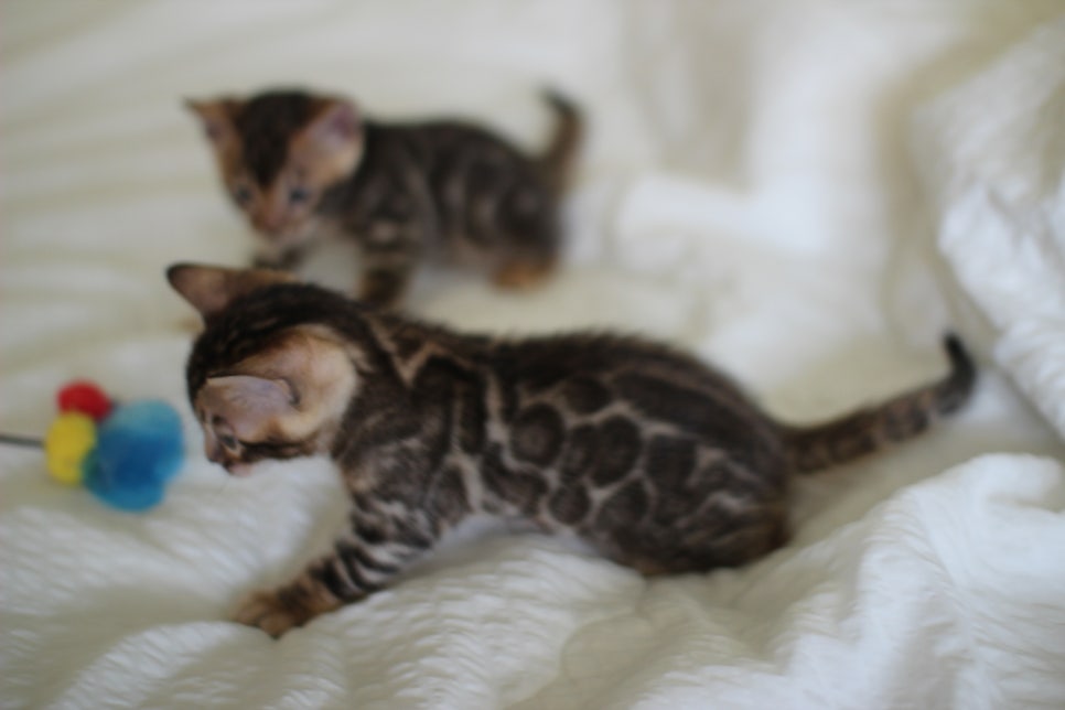 브라운 뱅갈고양이 남아2 분양합니다~ 관련 이미지 11