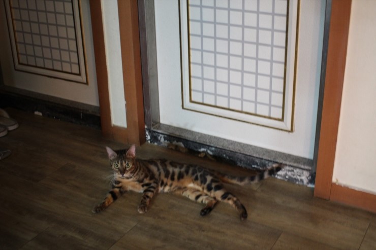 뱅갈고양이,뱅갈고양이 분양,상쾌하고 기분 좋은날~~~ 관련 이미지 1