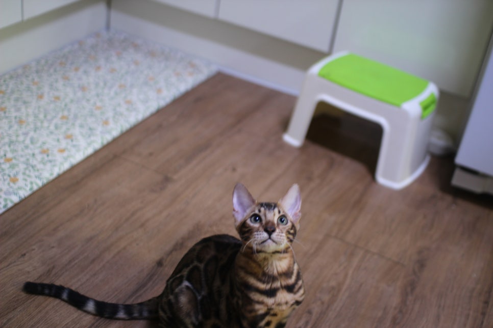 뱅갈고양이분양 요청 사진 입니다~ 관련 이미지 2