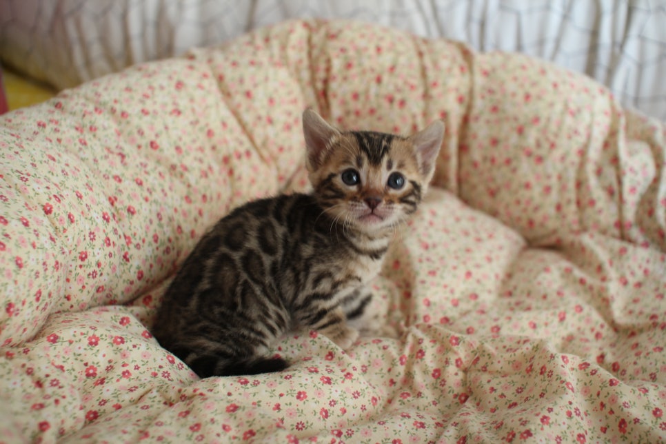 브라운 뱅갈고양이 여아2 분양 합니다~ 관련 이미지 2