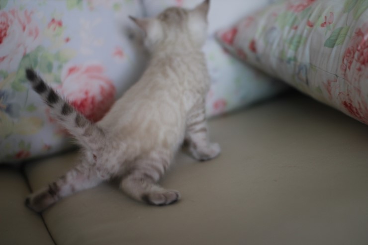 스노우 뱅갈고양이 흰둥이 예약 분양 합니다~ 관련 이미지 15