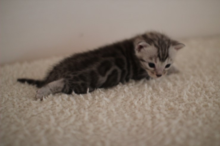 클라우드 로젯 실버 뱅갈고양이 남아예요~ 관련 이미지 3