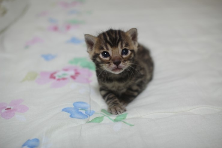 뱅고양이 남매예요~ 관련 이미지 16