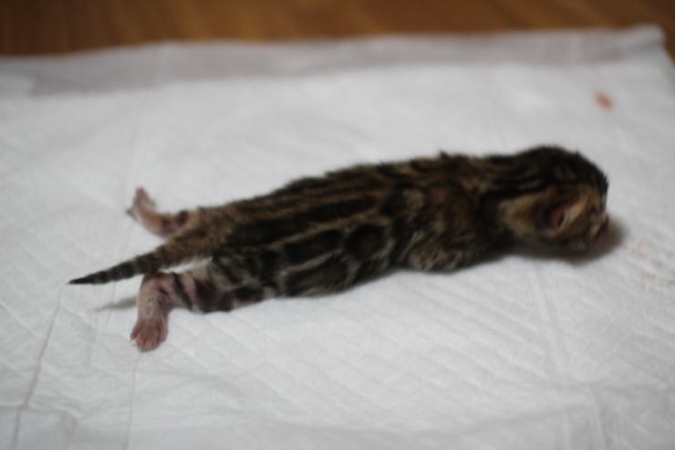 소유뱅갈캐터리 출산소식 입니다~ 관련 이미지 3