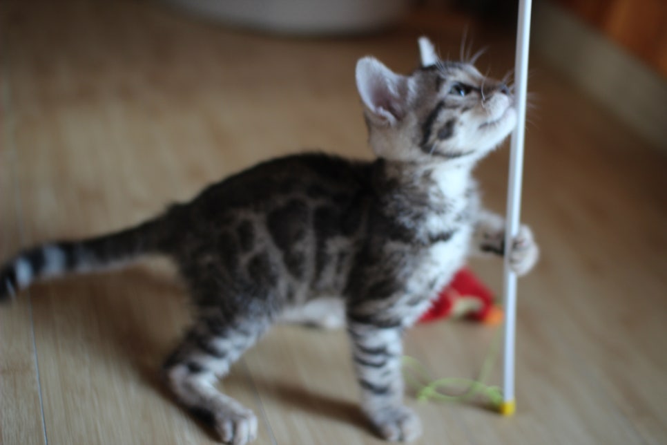 성격좋은 개냥이 뱅갈고양이를 찾으세요? 관련 이미지 13