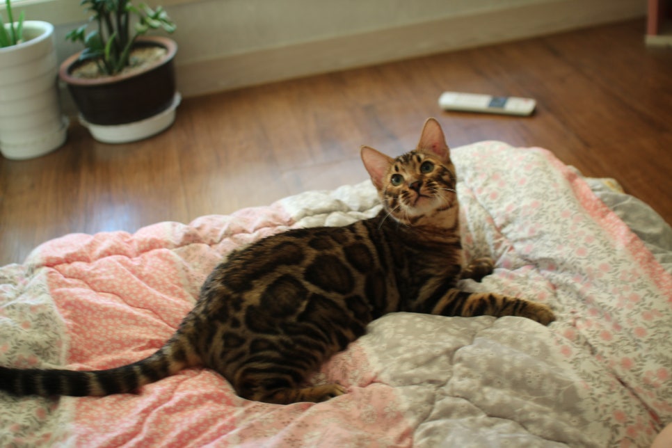 완전완전 개냥이 건강한 근육질 뱅갈고양이 남아 분양해요~ 관련 이미지 5