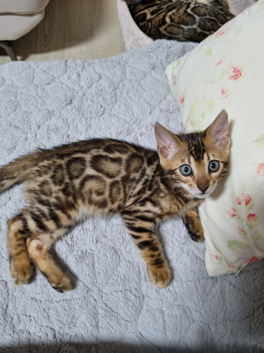 브라운 뱅갈고양이 남아 분양 관련 이미지 2