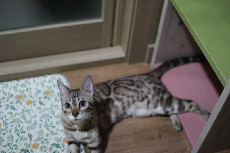 초미묘에 순한 개냥이 실밍크뱅갈고양이 성묘 여아 분양해요~ 관련 이미지 3