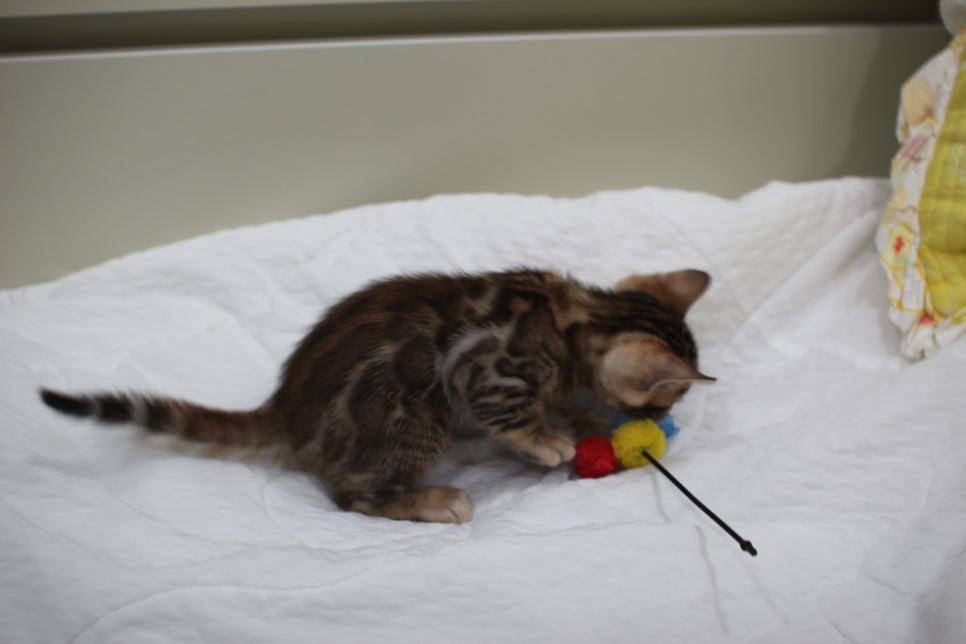 붉은빛 모색이 멋진 뱅갈고양이 남아4 분양해요~ 관련 이미지 16