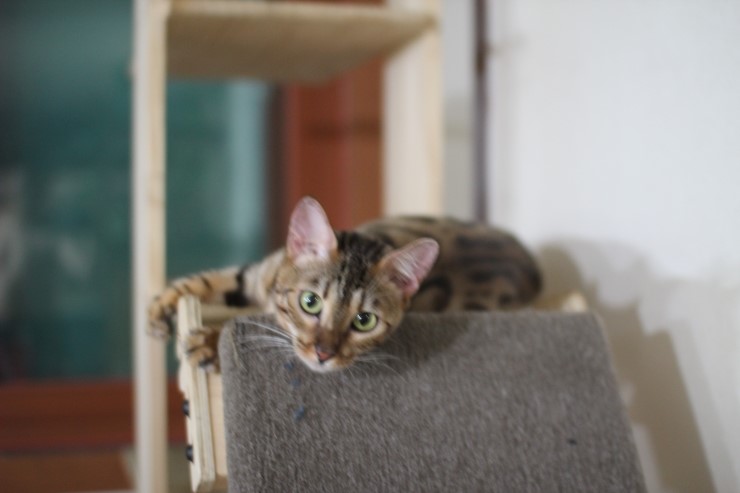 뱅갈고양이,뱅갈고양이 분양,귀여운 미녀 뱅갈고양이들 ㅎㅎㅎ 관련 이미지 1